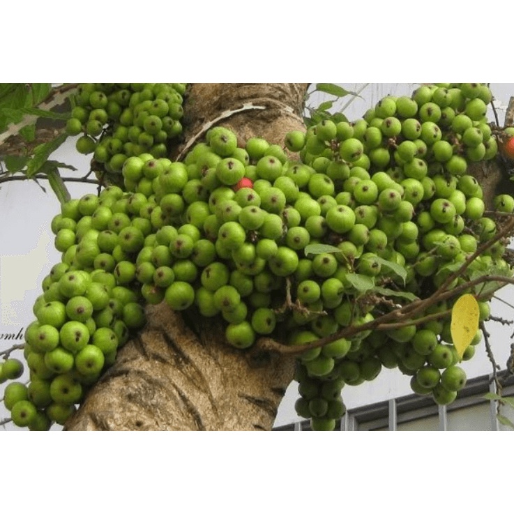 SUNG KHÔ (SUNG NẾP THƠM NGON) TÚI 1KG - SỈ = LẺ