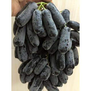 Cây giống Nho Ngón Tay Mỹ