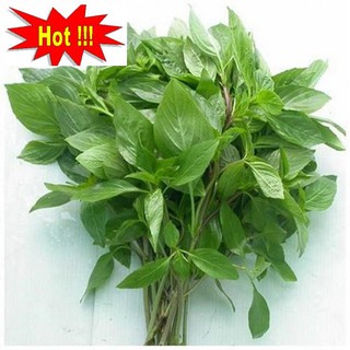 Hạt giống Rau quế