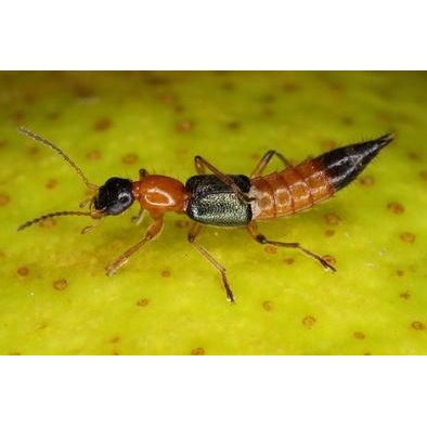 Thuốc diêt kiến an toàn trong nhà - Kadobait 3ml