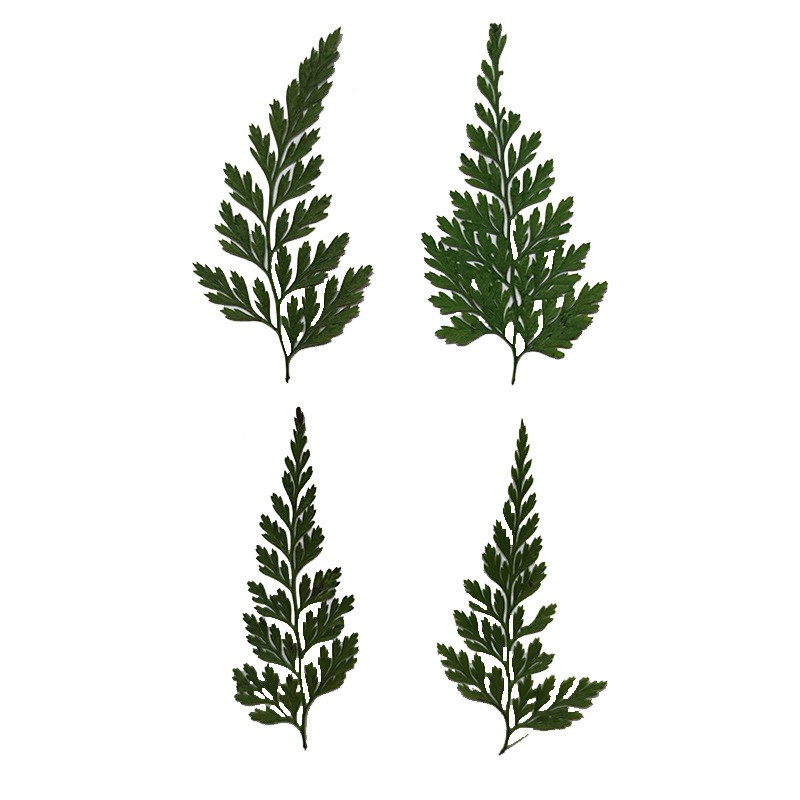 12 Phụ Kiện Đánh Dấu Trang Sách Hình Hoa Khô Bằng Nhựa Epoxy Độc Đáo Tiện Lợi