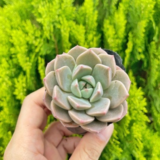 Sen đá hồng dâu 5-7cm - Vườn sen đá