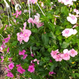 Chậu Hoa dừa cạn treo