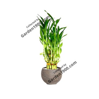 Cây trúc phú quý (Cây trúc phát tài phát lộc) - Cây để bàn - Cây phất dụ