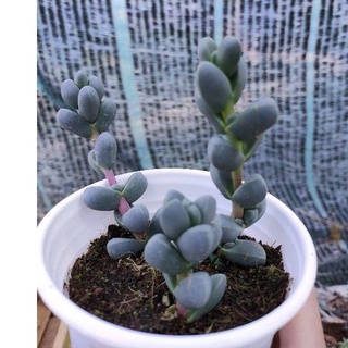 Sen đá TIM ❤️ - Vườn Đà Lạt