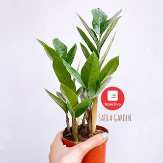 Cây Kim tiền (kim phát tài) - 3 thân 30 cm - chậu tuỳ chọn - Cây để bàn nội thất văn phòng phong thủy