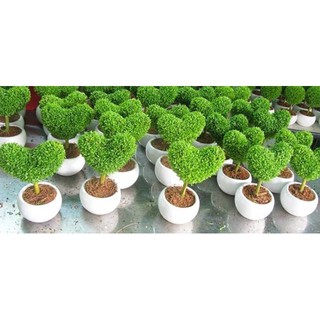 Cây cảnh Cây may mắn trái tim