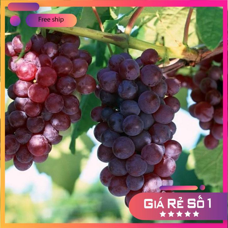 Hạt giống Nho pháp (10 hạt)