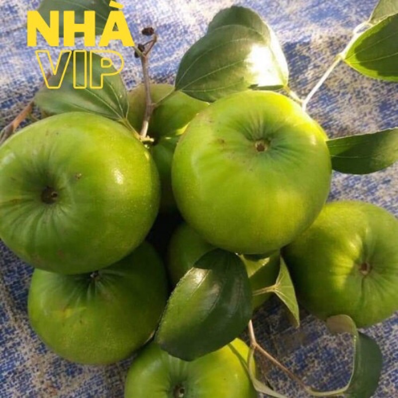 (GÒ VẤP) TÁO GIÓ XANH NINH THUẬN