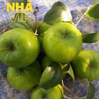 Táo gió xanh ninh thuận