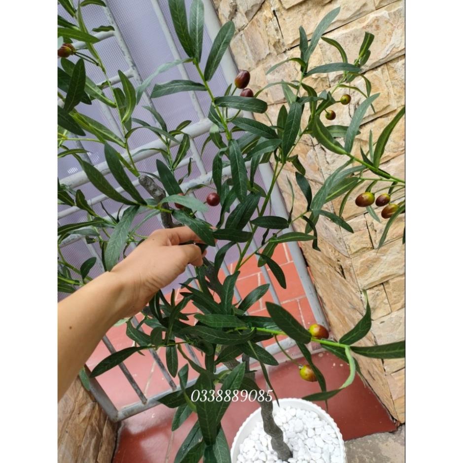 (Ảnh thật) Cây Ô liu, Oliu ,Olive -loại cao cấp cao 1,2m ,1,7m decor sang chảnh