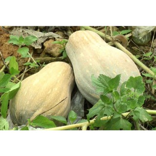 [GIÁ GỐC] Hạt giống Bí Mật - 10 hạt