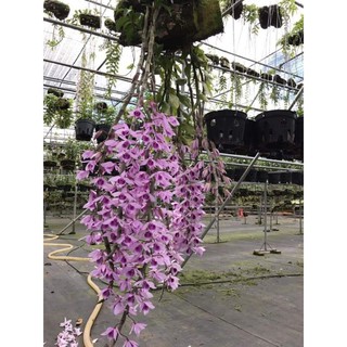 (Mới) Giò lan phi điệp 40cm