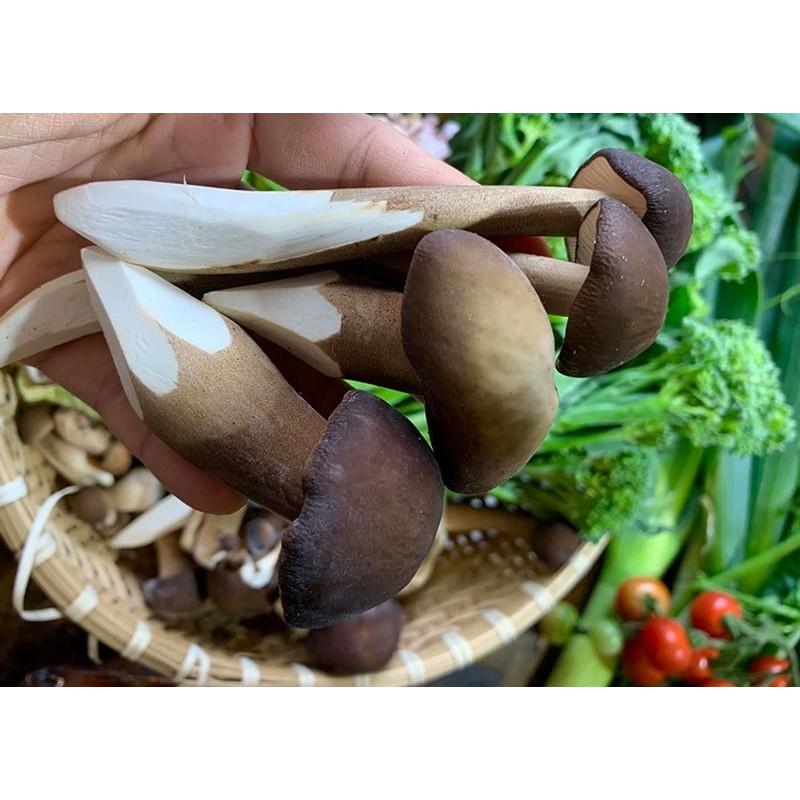 PHÔI NẤM MỐI ĐEN TRỒNG TẠI NHÀ - GIÁ TẬN GỐC