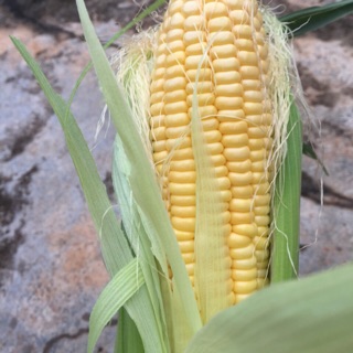 HẠT GIỐNG BẮP NGỌT MỸ 1kg - NGÔ NGỌT GOLDEN COB HAI MŨI TÊN ĐỎ