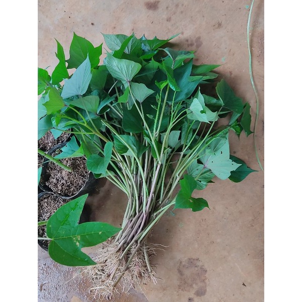 Cây giống khoai lang Nhật, Tím, siêu ngọn và khoai Mật