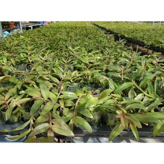 phi điệp mắt đỏ tân lạc hòa bình rất đẹp mắt