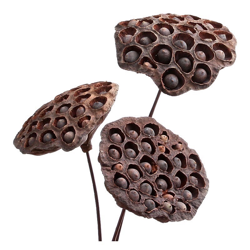 Đài sen khô có hạt trang trí nhà cửa có cành