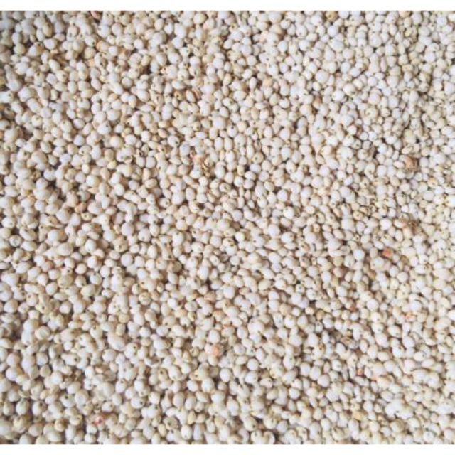 1kg hạt Ý Dĩ (hay Bo bo)