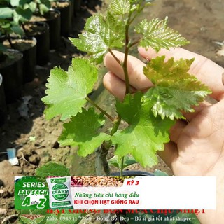 Hạt giống Nho pháp (10 hạt)