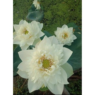 Củ sen giống bạch liên hoa thướt tha như nàng thiếu nữ