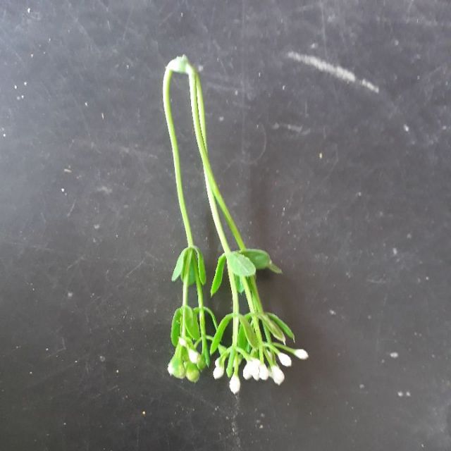 100 gram cỏ điểm