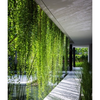 10 CÂY GIỐNG CÚC TẦN ẤN ĐỘ LEO, RỦ TRỒNG BAN CÔNG TẠO RÈM CHE NẮNG TỰ NHIÊN (Cây nhiều rễ, nhiều chồi non)