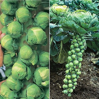 Hạt giống Bắp Cải Tí Hon Xanh