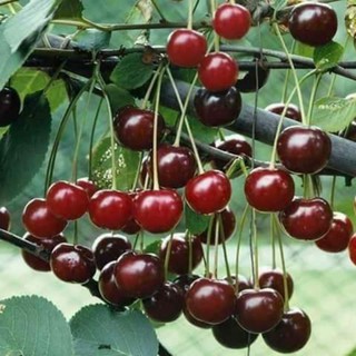cây  giống cherry anh đào(mỹ)