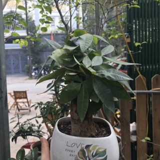 Chậu gốm bát tràng