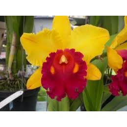 Lan Cattleya Giống nhiều màu, hoa bông to đại cực thơm giá siêu rẻ