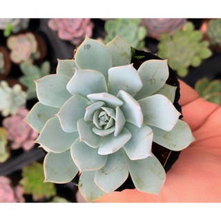 sen đá ngọc trinh size nhỏ