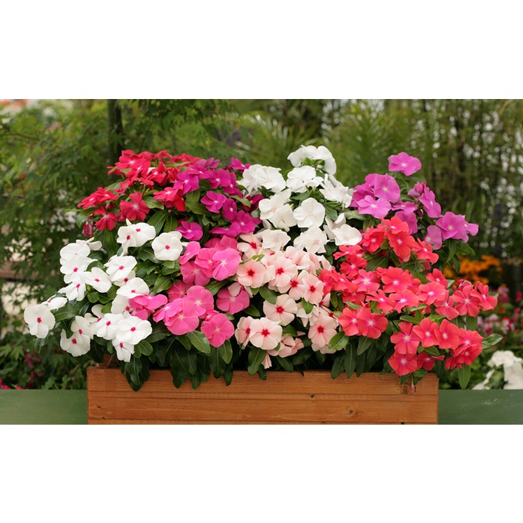 Hạt giống hoa dừa cạn lùn lai F1 nhiều màu đẹp chịu nhiệt 4 mùa tỉ lệ ban công nảy mầm cao 0,03g RADO 856