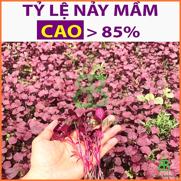 Hạt Giống Rau Dền Đỏ Cao Sản 20Gr, Dễ Trồng, Bổ Dưỡng