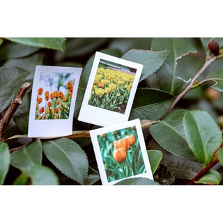 Bộ 46 Sticker Hoa Tulip Hà Lan E57