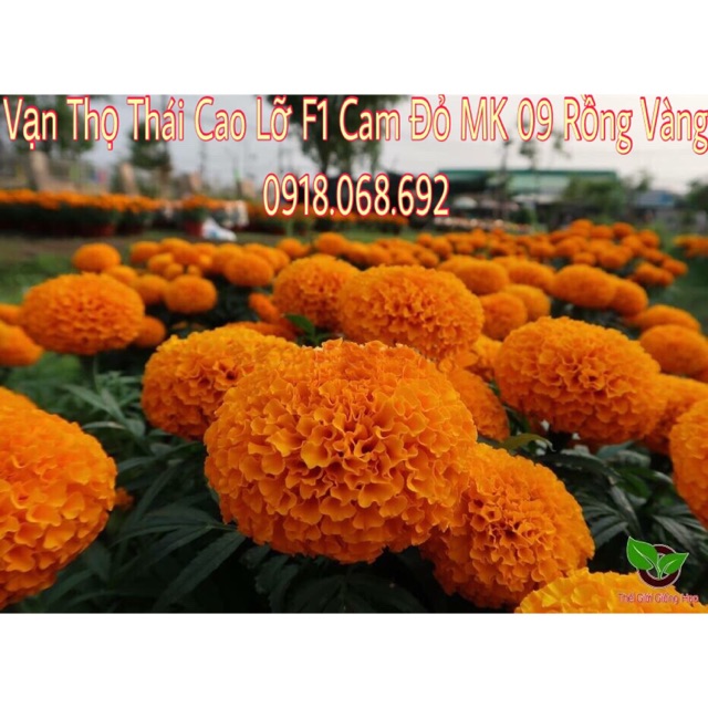 Hạt giống hoa Vạn Thọ Rồng Vàng 09 Cổ Lùn 1gr