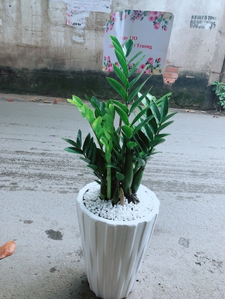 Chậu Cây Kim Phát Tài (Chỉ giao hoả tốc)