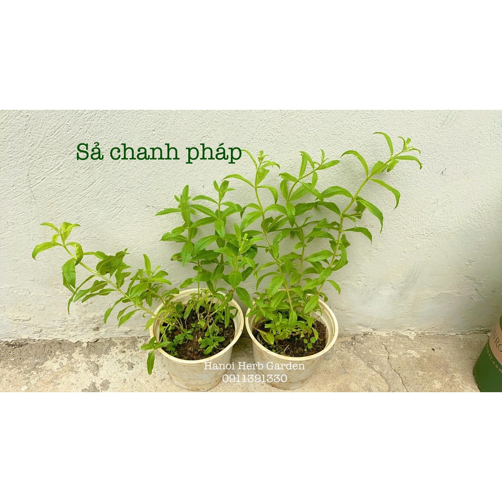 Cây Sả chanh Pháp lá thơm cực mạnh mùi sả