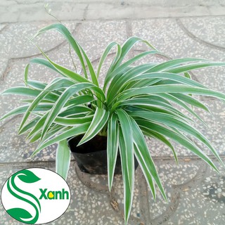 Cây Lan Chi hay còn gọi Cây Mẫu Tử