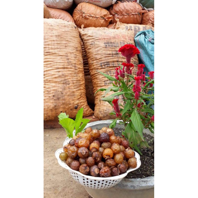 BỒ HÒN TÁCH HẠT LOẠI 1. 1KG_KHUYẾN MÃI LỚN