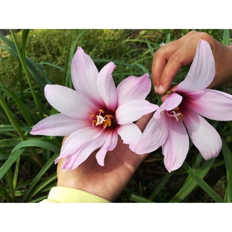Củ huệ mưa ngoại Jumbo Purple bảo hành mặt hoa