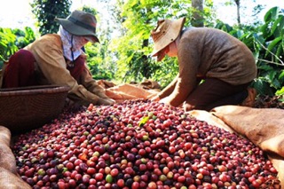 500g cà phê Lâm Đồng tự rang xay