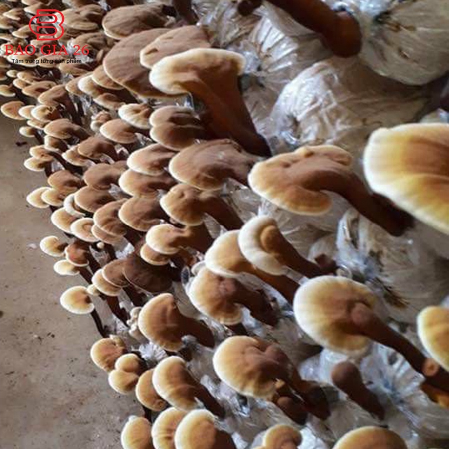 Nấm linh chi đỏ - Hồng chi [100g], Đặc sản Sơn La, Phòng chống ung thư, mỡ máu, huyết áp, tim mạch, giải độc gan
