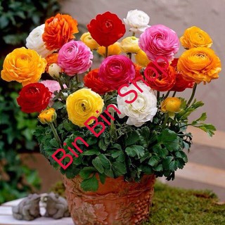 Hạt giống hoa mao lương (hồng ri ba tư) - 20 hạt