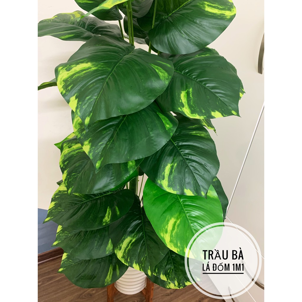 TRẦU BÀ LÁ ĐỐM 1M1- CÂY GIẢ DECOR