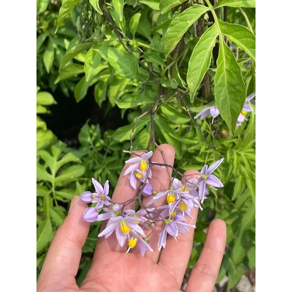 Chậu hoa tiêu nương