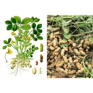 HẠT GIỐNG ĐẬU PHỘNG ĐEN  - 1 Gói