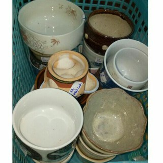 Combo chậu gốm sứ trồng sen