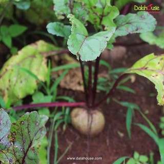 Bột củ dền tính Dalahouse Hộp 60g.