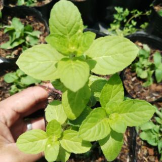 COMBO 3 cây Bạc hà pháp - âu bầu giống nhiều công dụng, dễ trồng